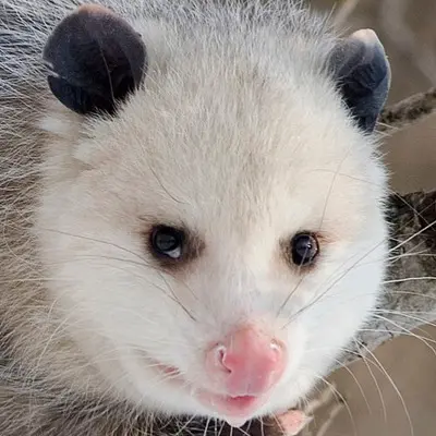 EinsPossum, Hass-Ära